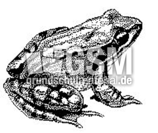 Laubfrosch.jpg